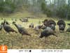 Trail camera photo of turkeys in a field