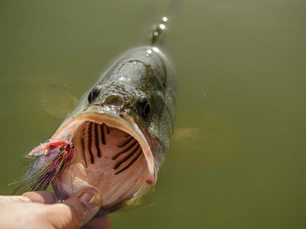 A tilapia-colored fly in the mouth of a largemouth bass.