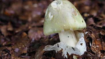 7 Poisonous Mushrooms and What Happens if You Eat Them