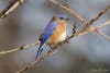an Eastern bluebird on a branch