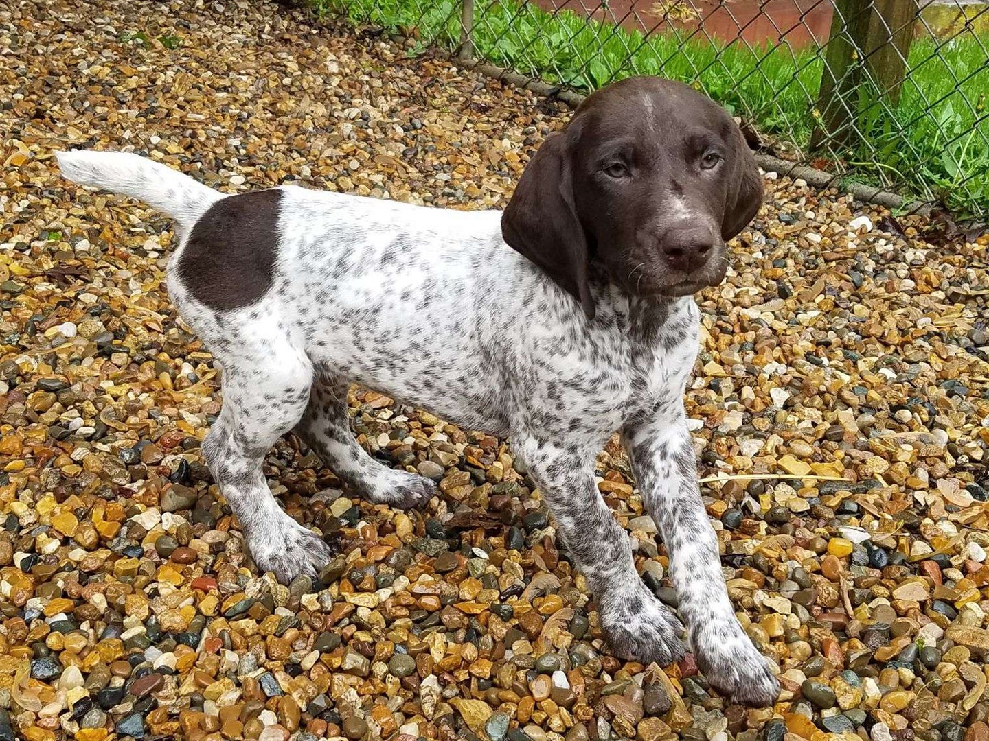 young german shorthaired puppy.