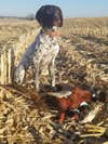 A young German shorthaired pointer with a pheasant limit.