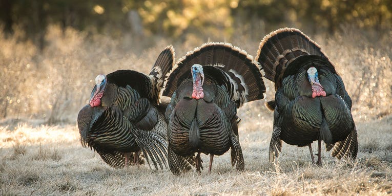 15 Expert Tips for Early-Season Turkey Hunting