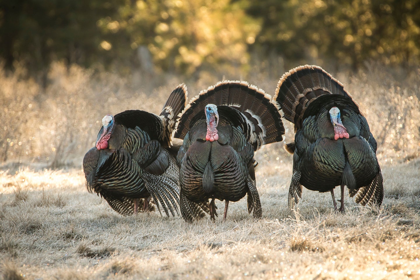 Grouped-up gobblers display in an early-spring meadow.