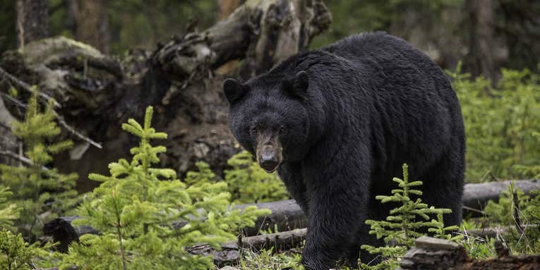 Spring Bear Hunting Forecast for the U.S. and Canada