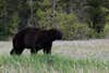 A large black bear wandering through an open field.