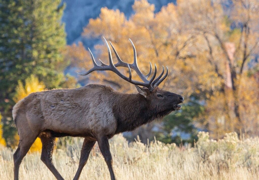 An elk bugling in the woods.