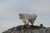 A mountain goat on a hillside.