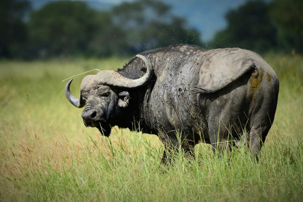 A cape buffalo in a field.