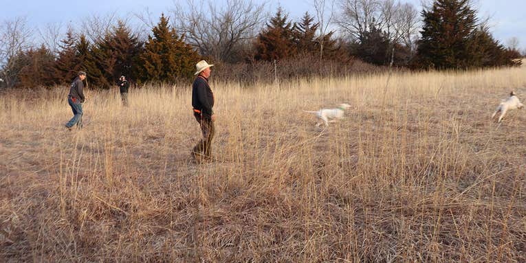 The Bird Dog Owner’s Guide to Walking Field Trials