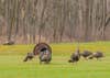 A strutting turkey in a field.