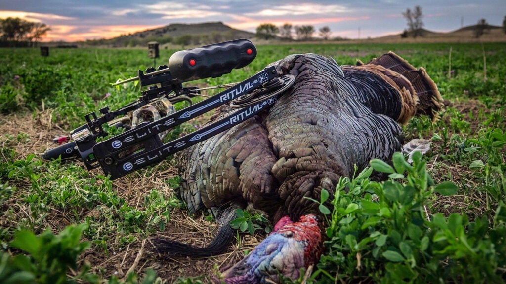 photo for bow hunting turkey tip, lower the draw on your bow