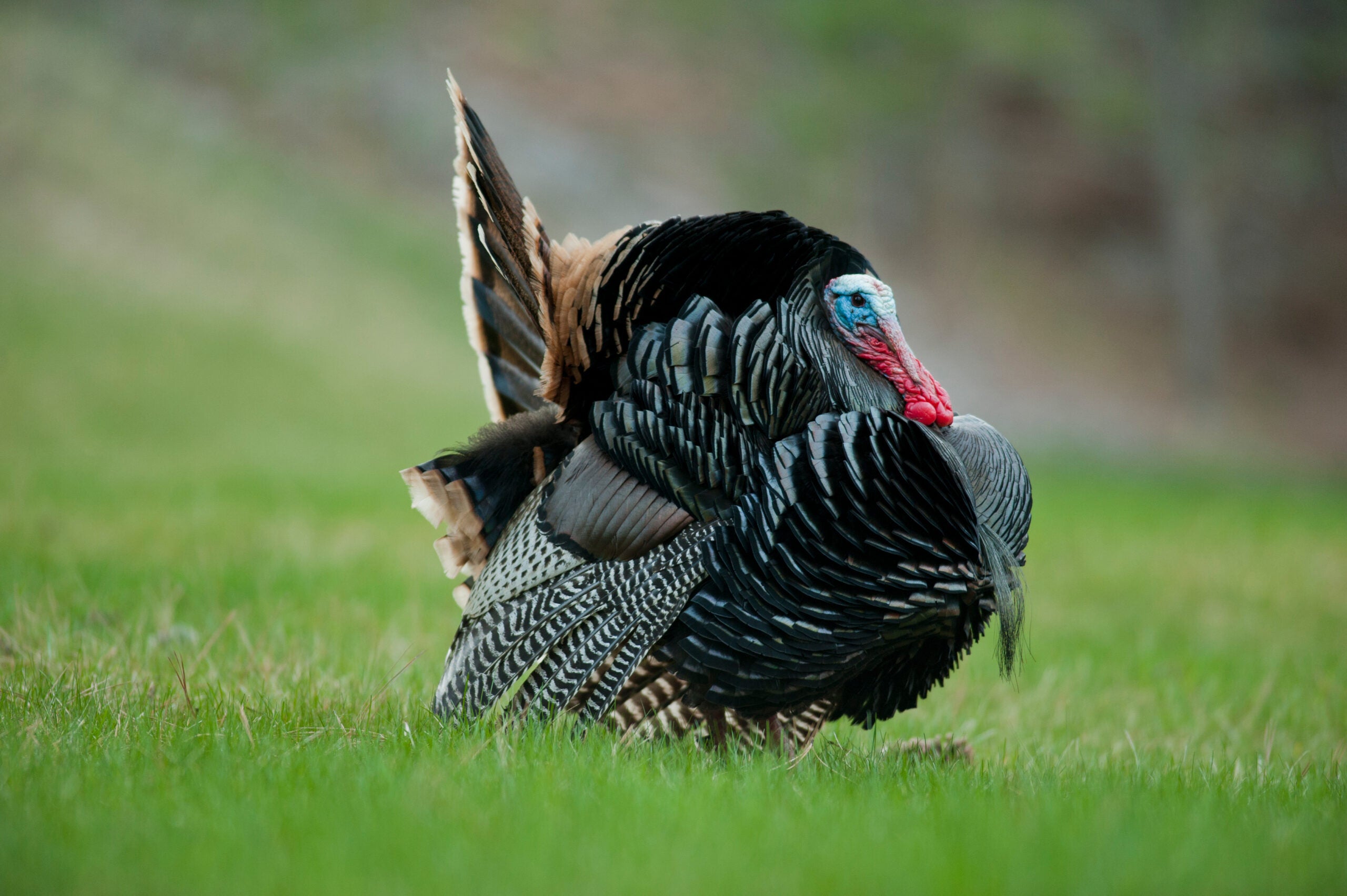 photo illustrating bow hunting turkey tips
