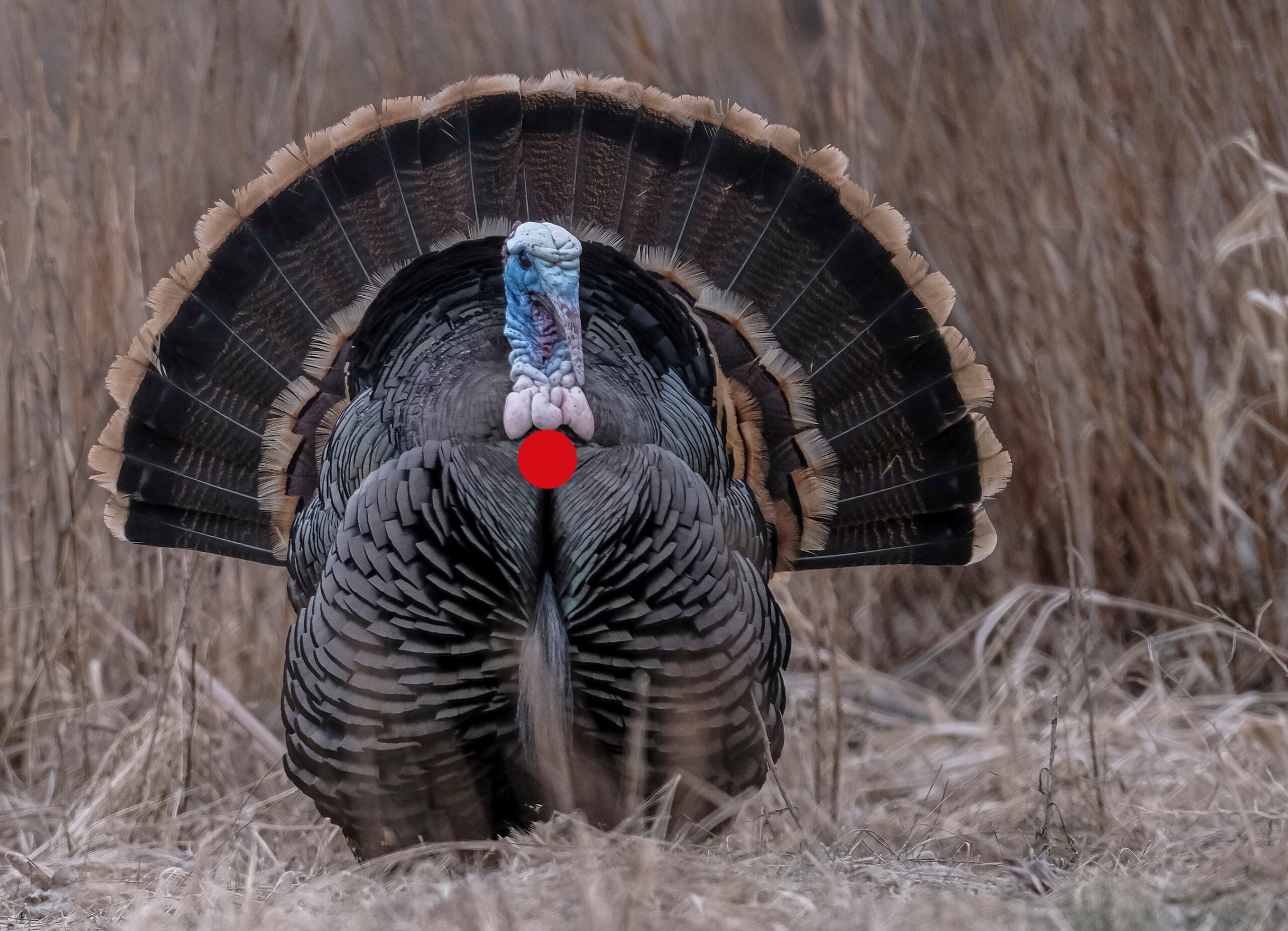 photo or turkey shot placement with bow