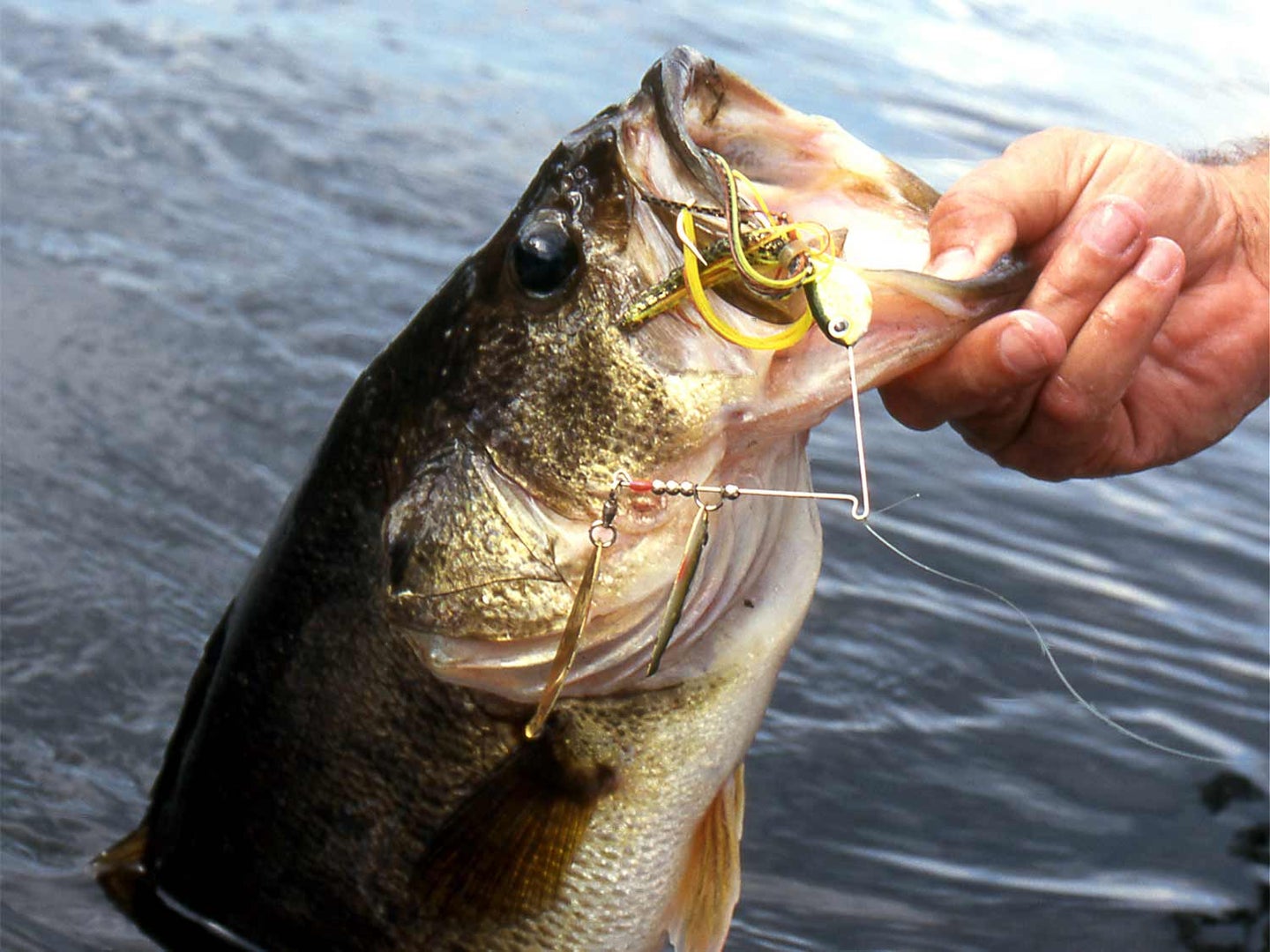 Largemouth Bass with a spinnerbait in its mouth.