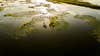photo of frog fishing lily pads