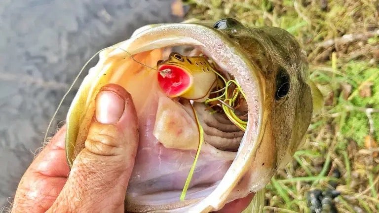 Frog Fishing for Bass: 15 Pro Tips