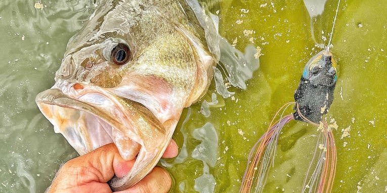 Frog Fishing: 15 Ways to Catch More Bass on Topwater Frog Lures