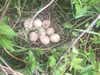 A turkey nest full of eggs.