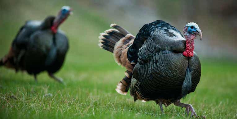 18 Tips for Hunting Pressured Late-Season Turkeys