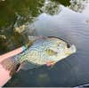 how to catch crappies with the best crappie lures