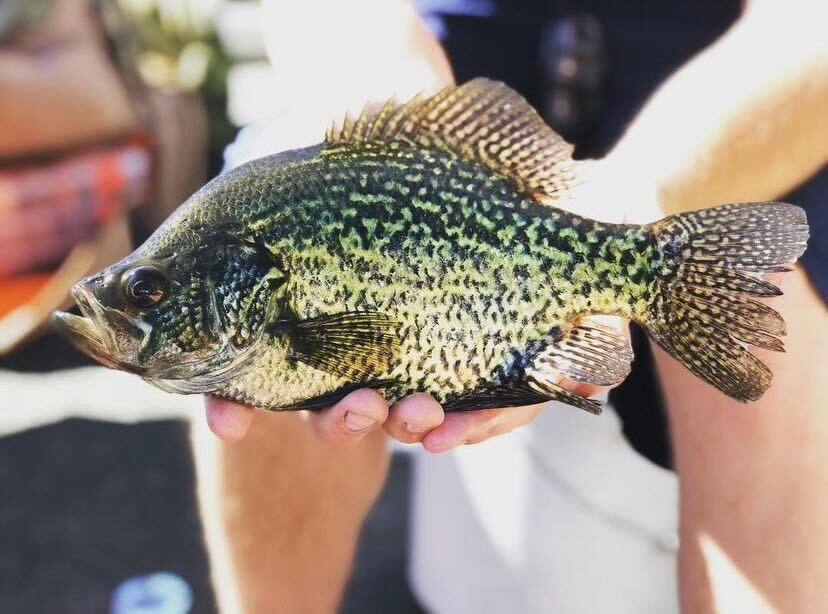 use the best crappie lures to catch a slab crappie