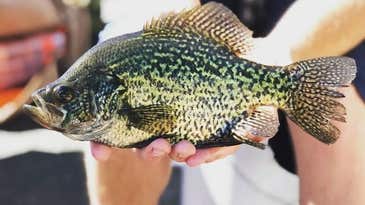 The Best Crappie Lures of 2024