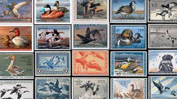 20 Classic Duck Stamps