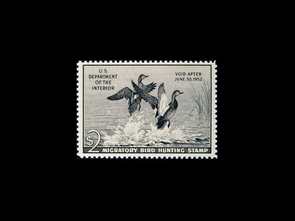 Gadwalls by Maynard Reese â 1951-1952 on a black background.