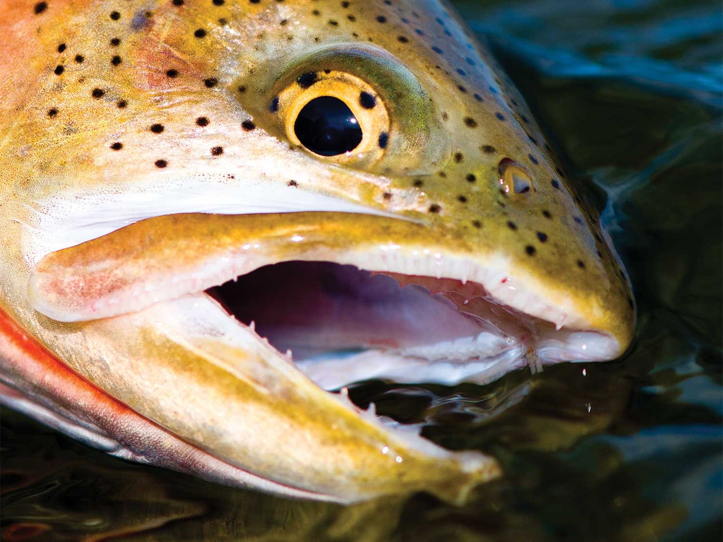 Closeup detail of a cutthroat-trout-head.