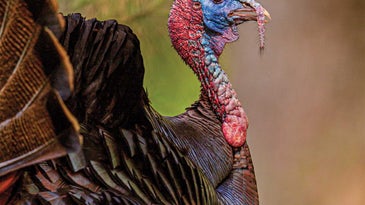 A close up detail of a turkey.
