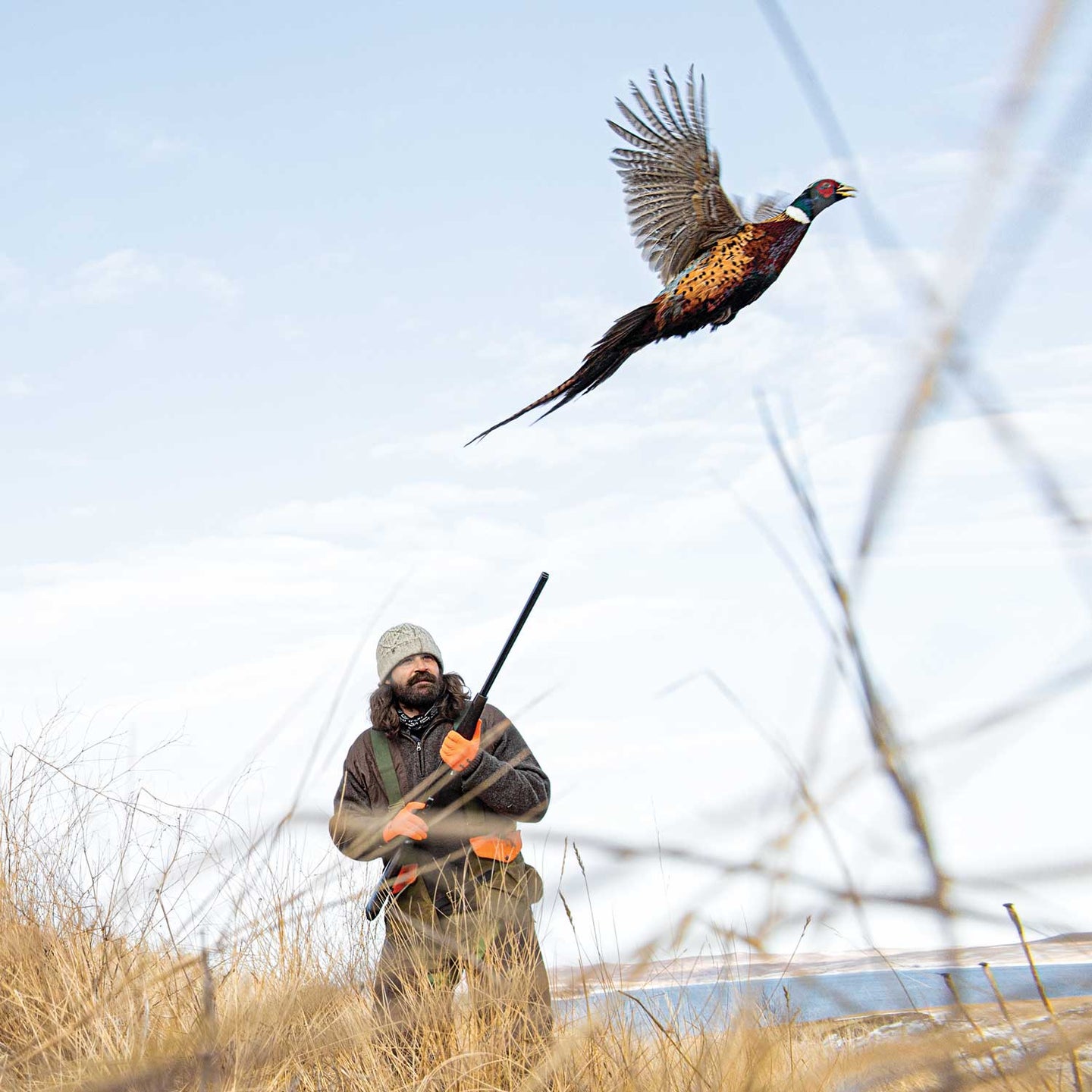 A hunter preparing to fire on a South Dakota ringneck pheasant.