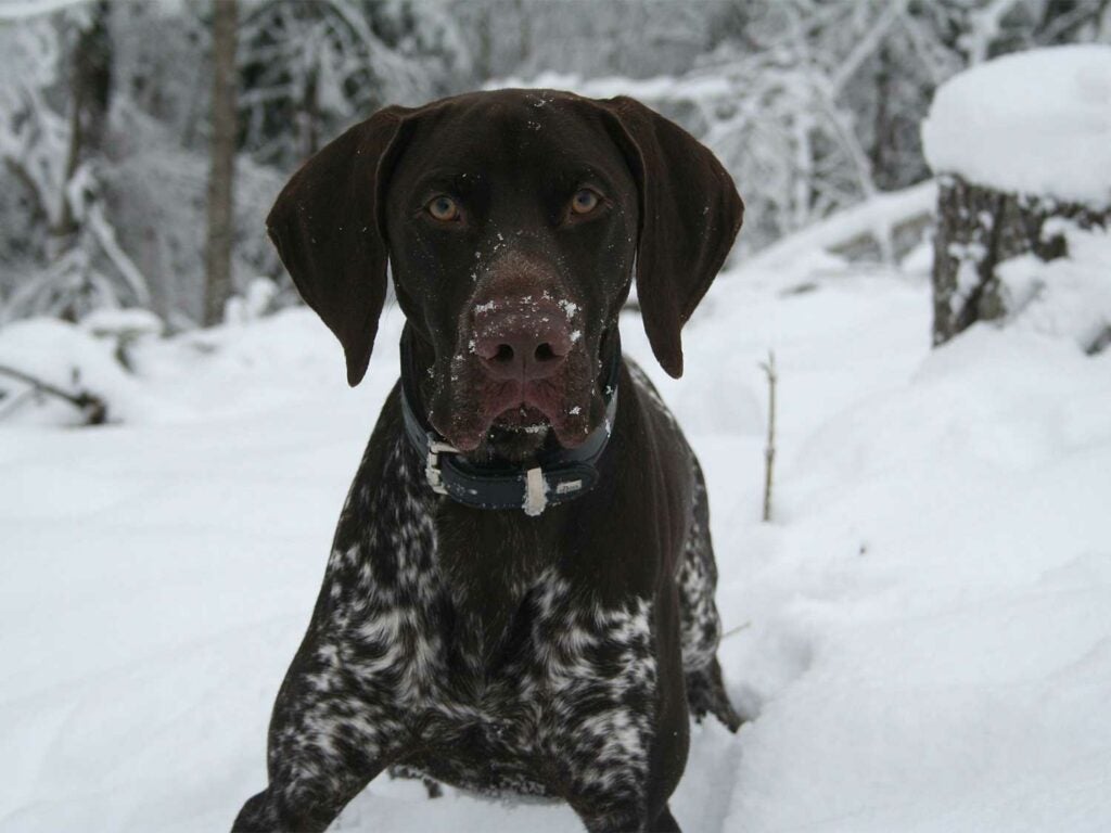 A German shorthaired pointer lies down in the snow.