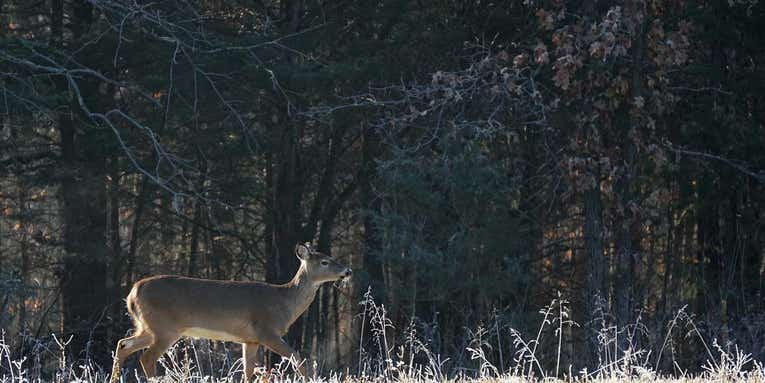 What Happens When a Wounded Deer Vanishes?