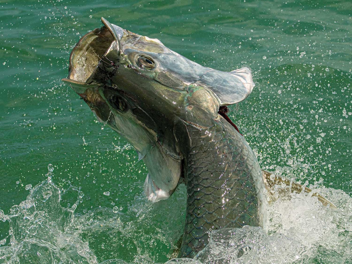 A fish breaking out of the water.