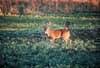 A whitetail buck stands in a food plot full of brassica.