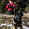 A search and rescue dog during a training course.