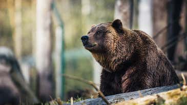 What Should You Do If a Grizzly Bear Attacks?