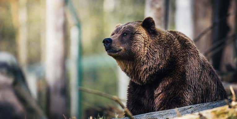 What Should You Do If a Grizzly Bear Attacks?