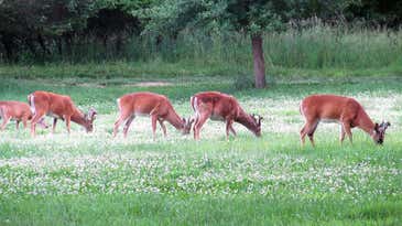 What’s the Best Food Plot Forage for Each Region?