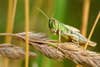 A locust on a wheat stalk.