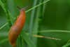 A slug on a grass.