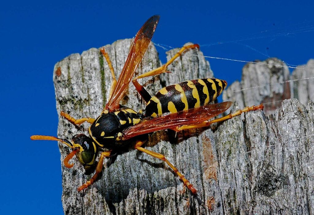 A black and yellow wasp.