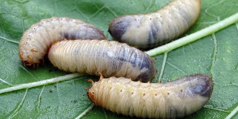 9 Bugs to Eat in a Survival Situation (And 4 You Want to Avoid)