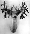 A black and white photo of a mystery whitetail record buck.