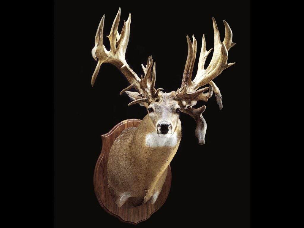 photo of most famous whitetail deer no. 
