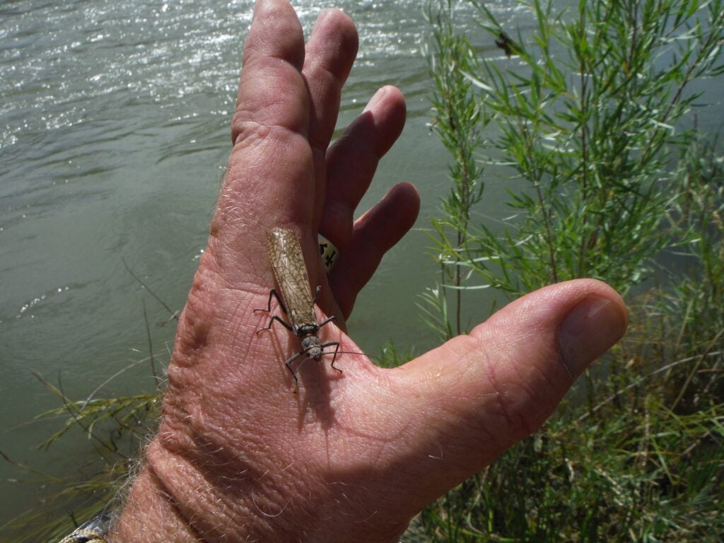 A large salmonfly rests on the hand of a trout fisher.