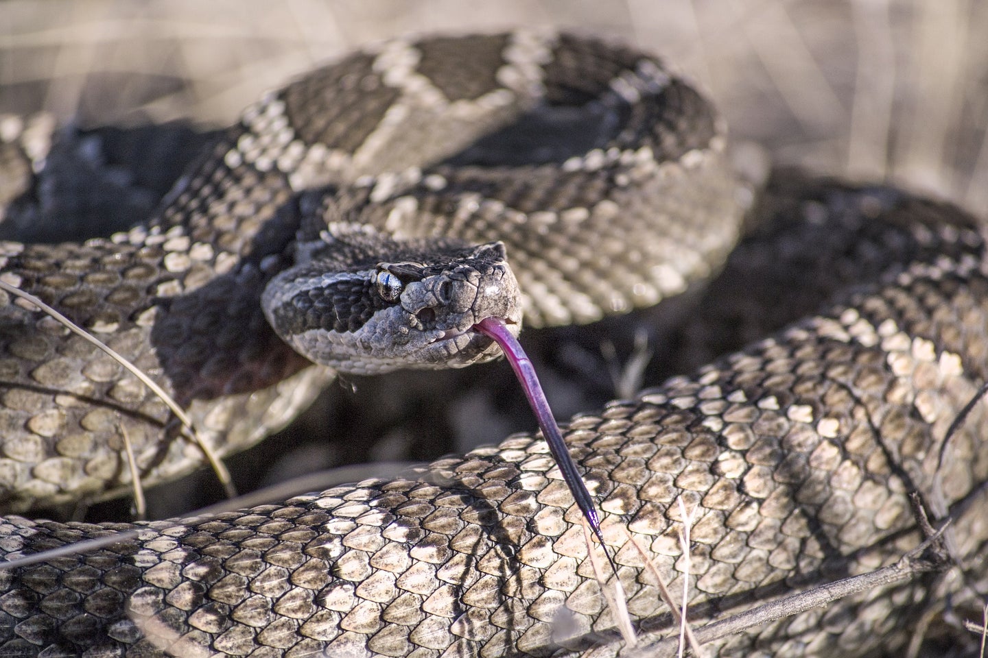 A coiled up rattlesnake ready to strike.