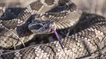 A coiled up rattlesnake ready to strike.