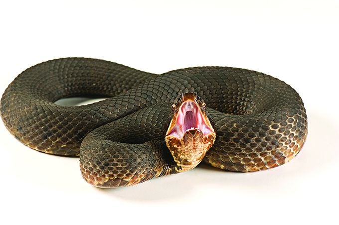 water-moccasin-photograph